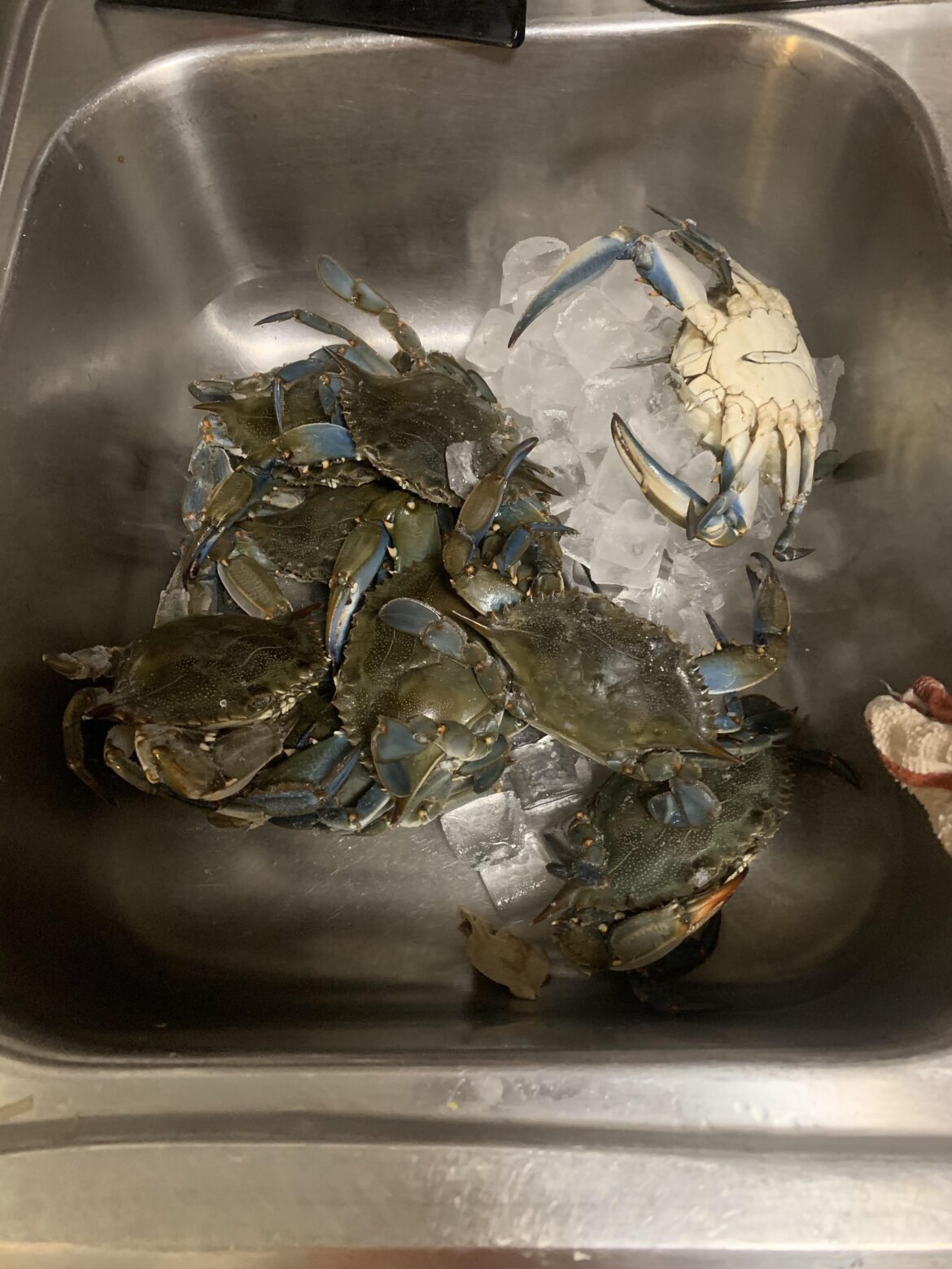 Have A Crabtastic day 🦀