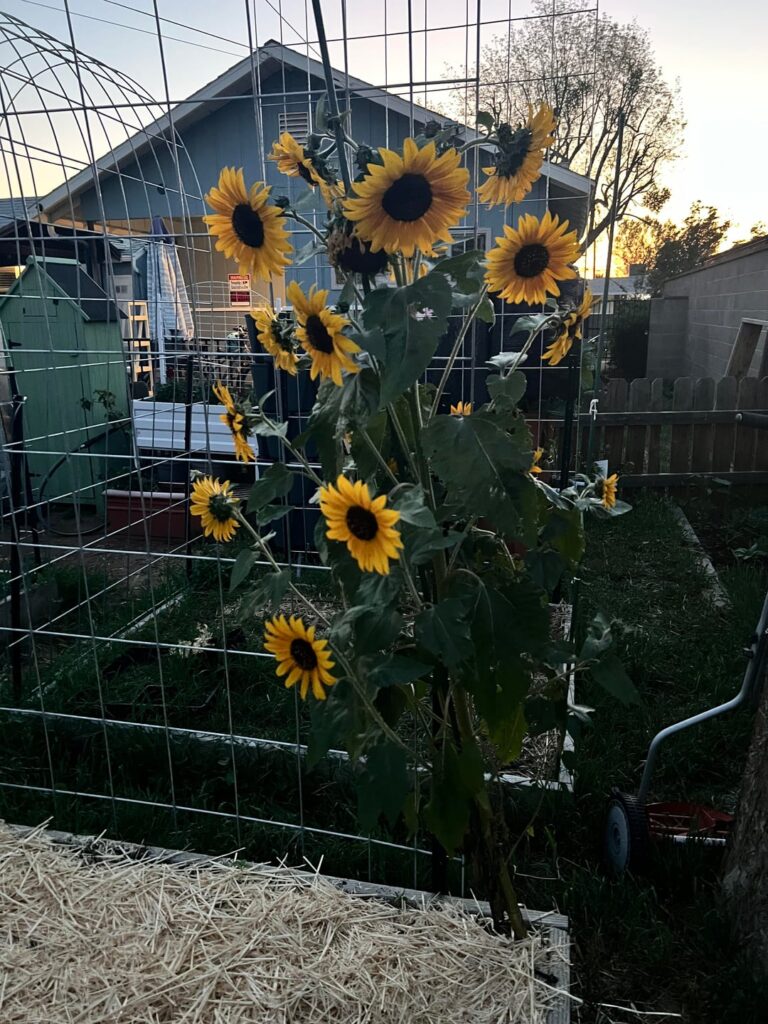 My prides in the garden so far 💜