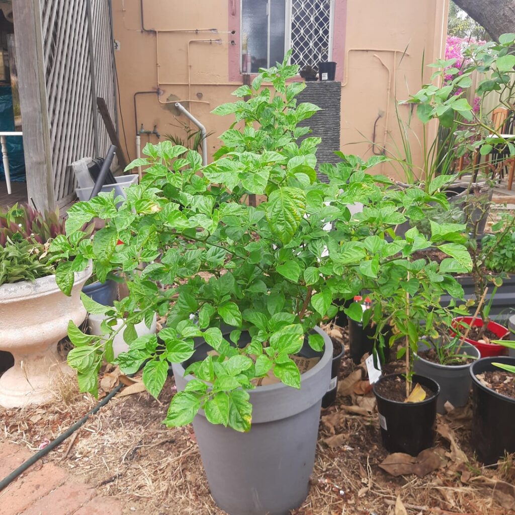 My trinidad scorpion plant