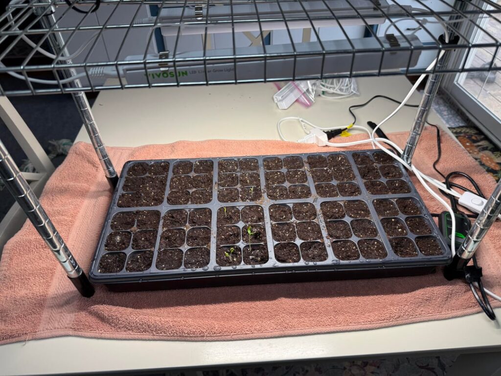 First time growing from seed