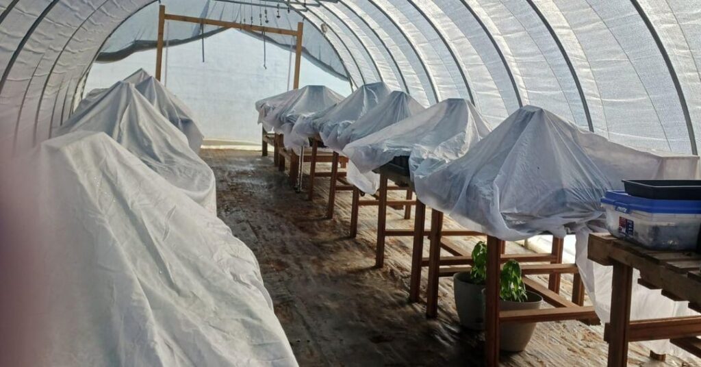 PSA: if you're itching to get your chinense outside, here's some real data on what a near-freeze night actually does to your plants