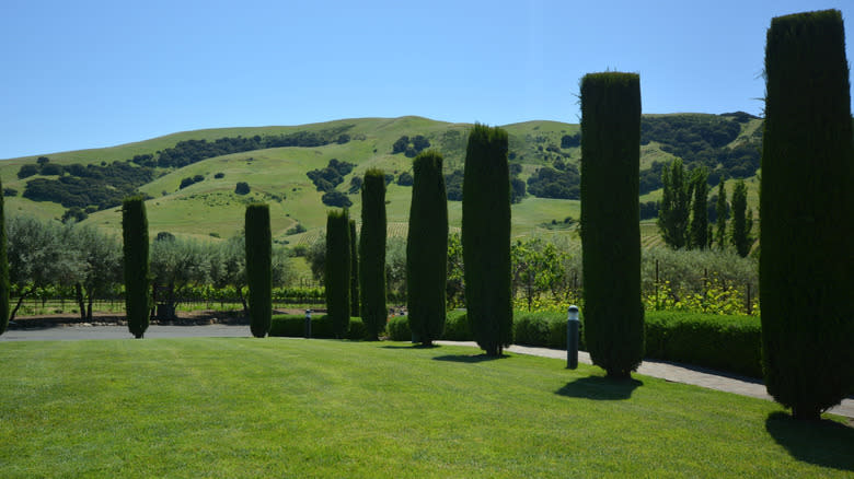 Green landscape and rolling hills at Viansa Winery in Sonoma