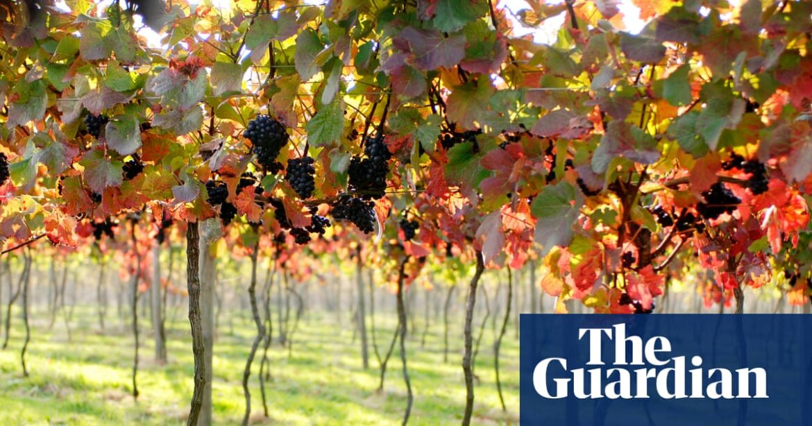 The future is rosy for English red wines | Wine