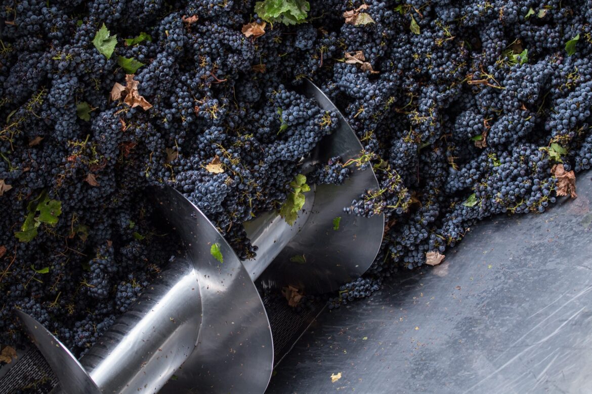 The main grape harvests in Chile 2026 and where they take place