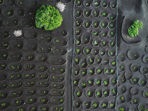 Erupting popularity: Spain’s island wines Erupting popularity: Spain’s island wines