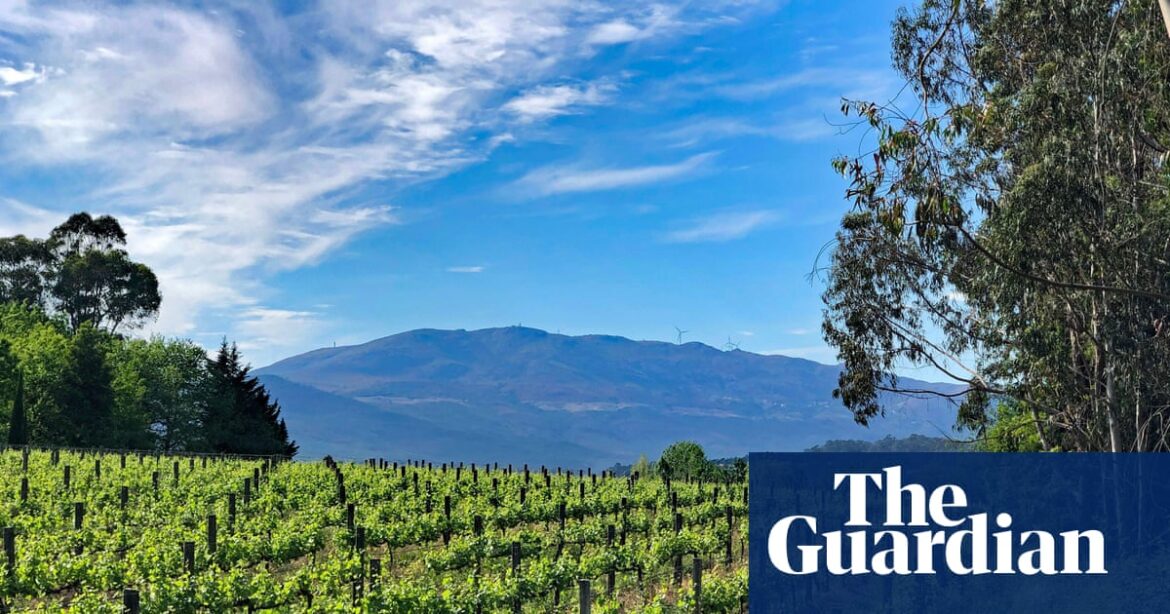 Aperitivo or dinner? Portuguese whites are always right | Wine