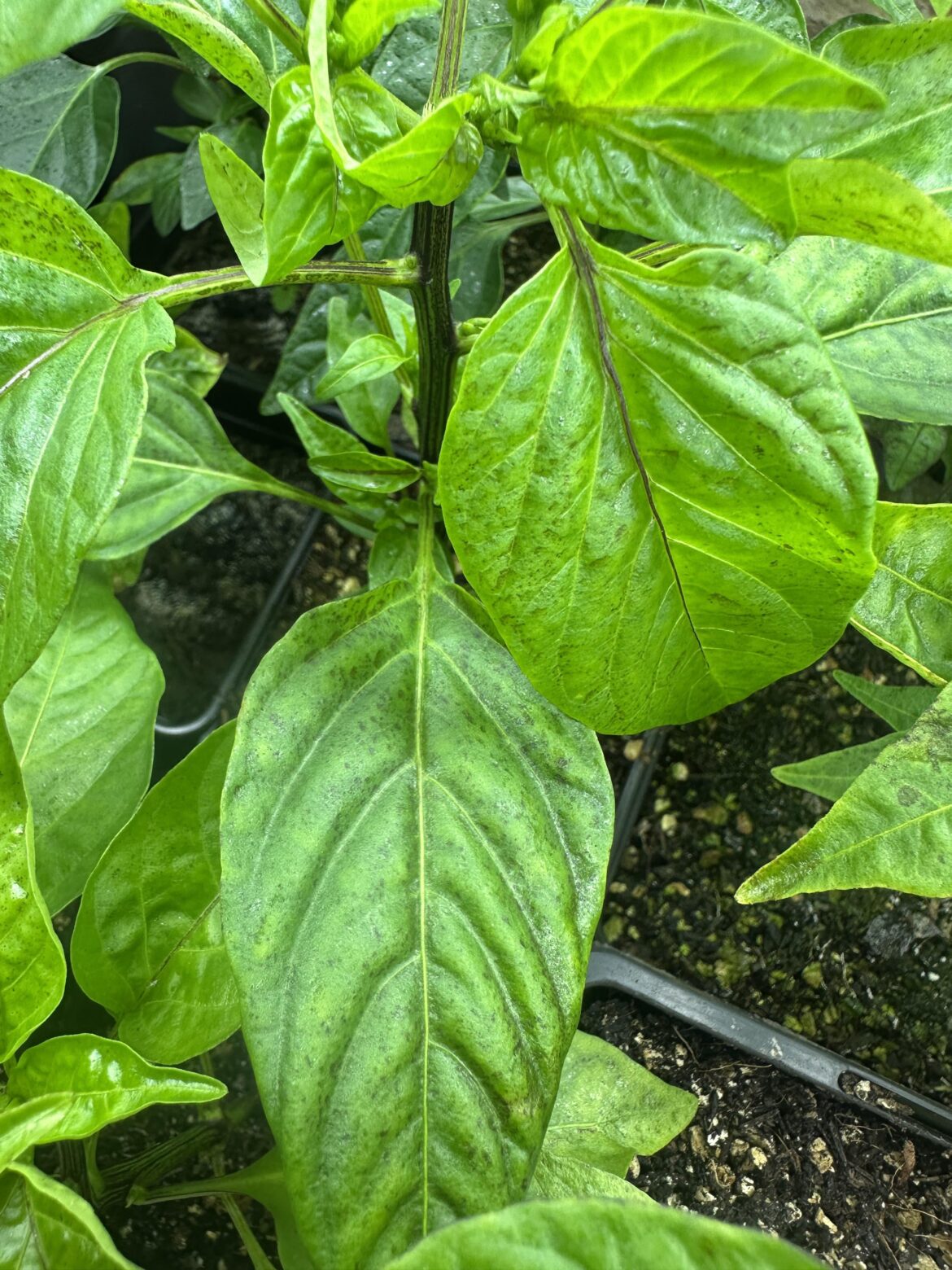 What disease is this?