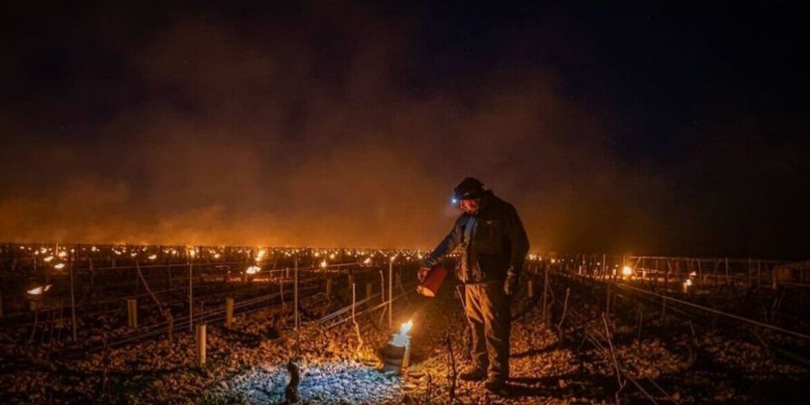 Cold snap in France threatens vineyards and crops with frost and snow Cold snap in France threatens vineyards and crops with frost and snow