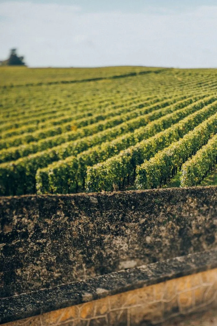 Vines at Château Canon in Bordeaux, France.