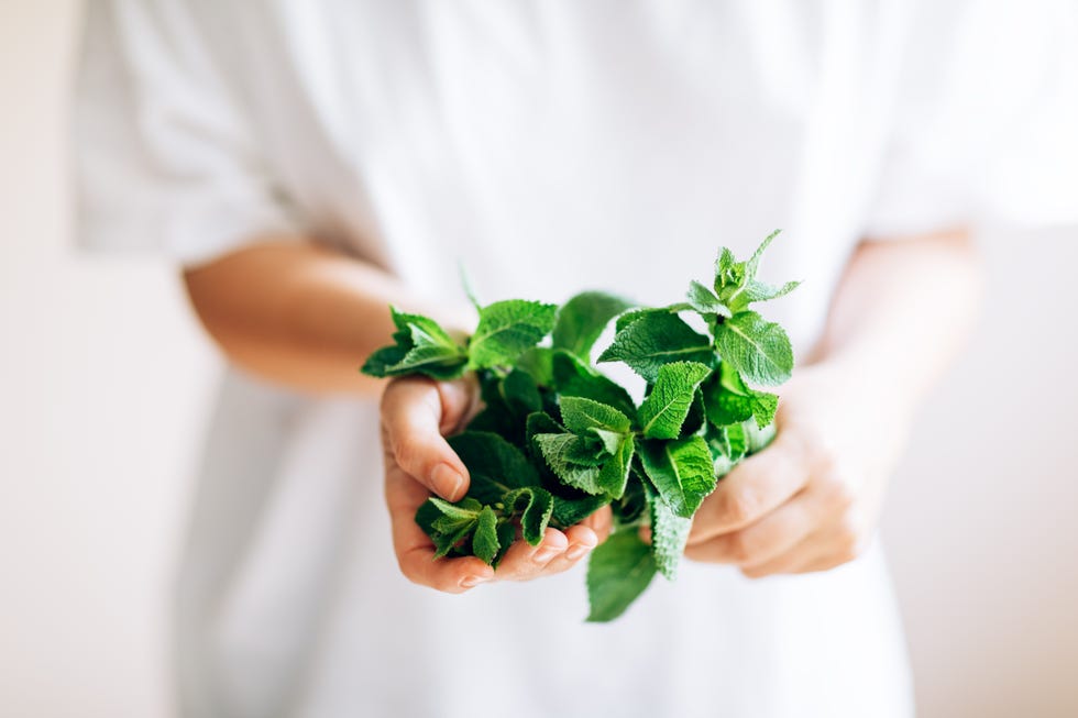 Close-up of fresh green mint in woman's hands.