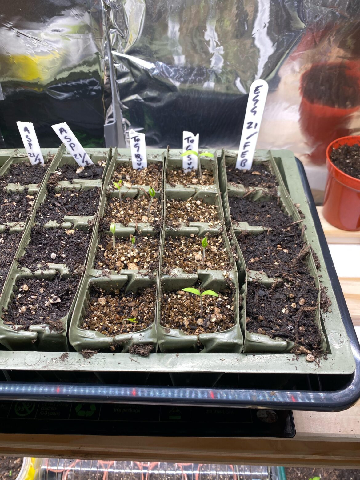 Should I pot these on? (the open ones).