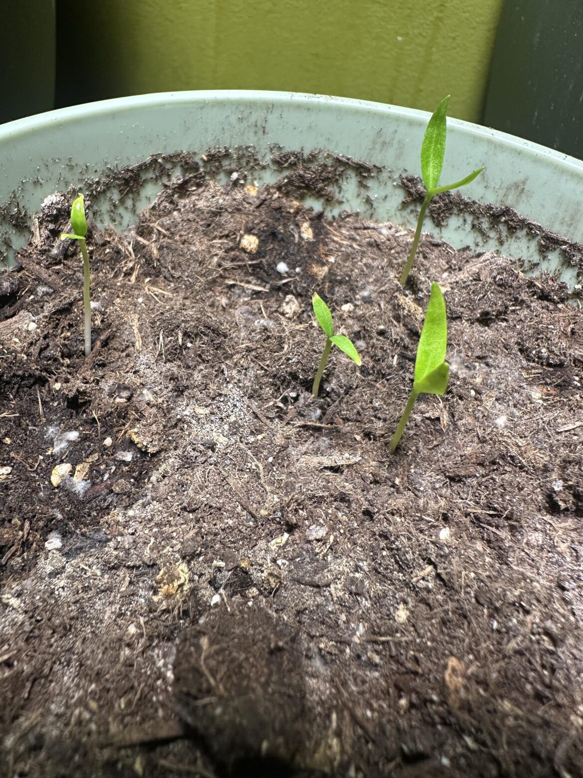 Dropped seeds in my pot from last year