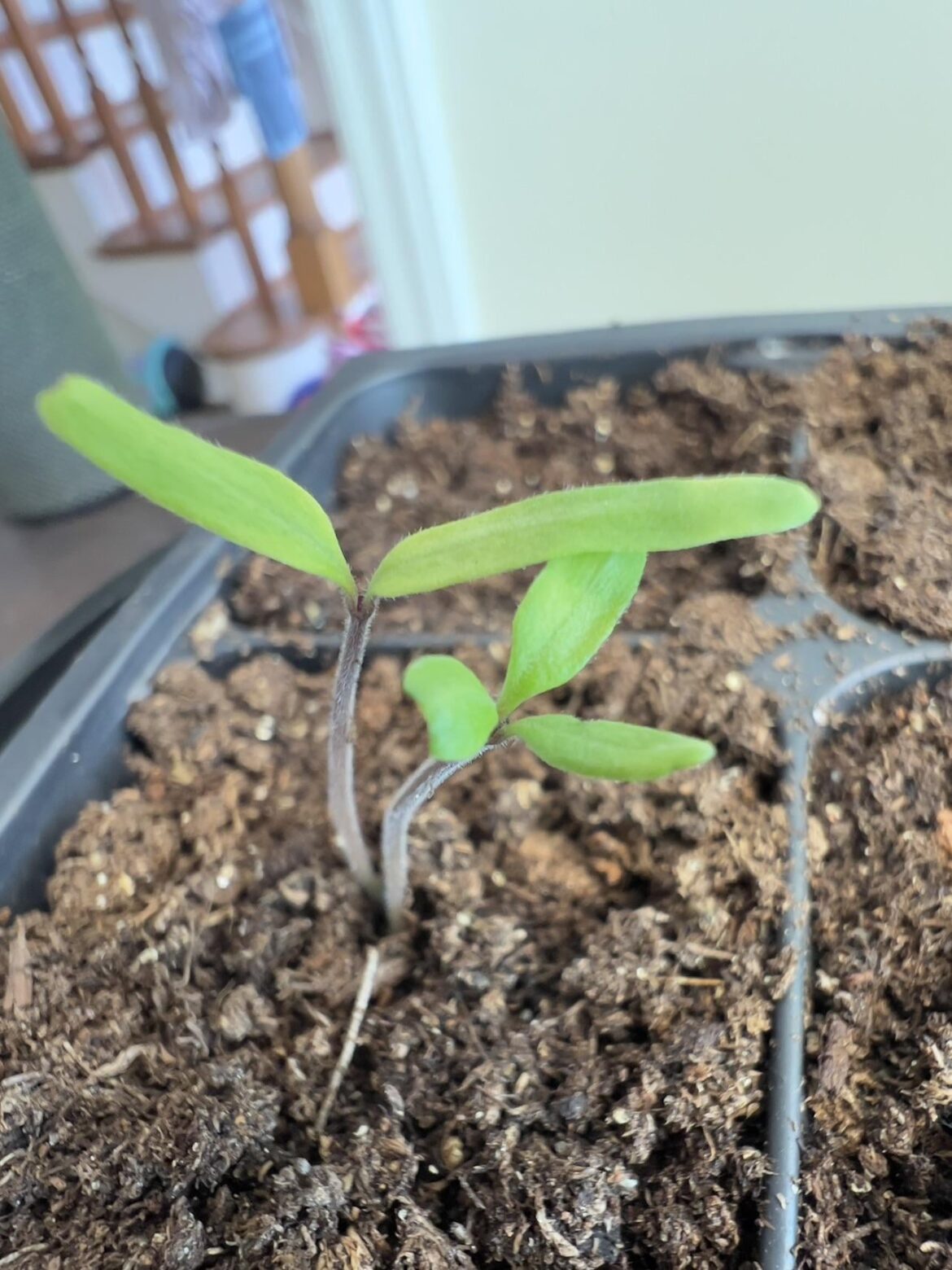 3 cotyledons on seedling.