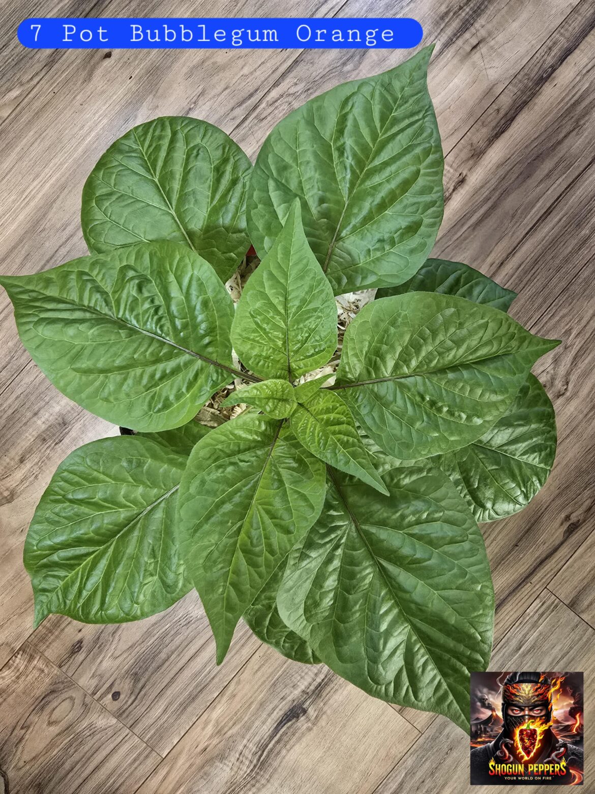 7 Pot Bubblegum Orange