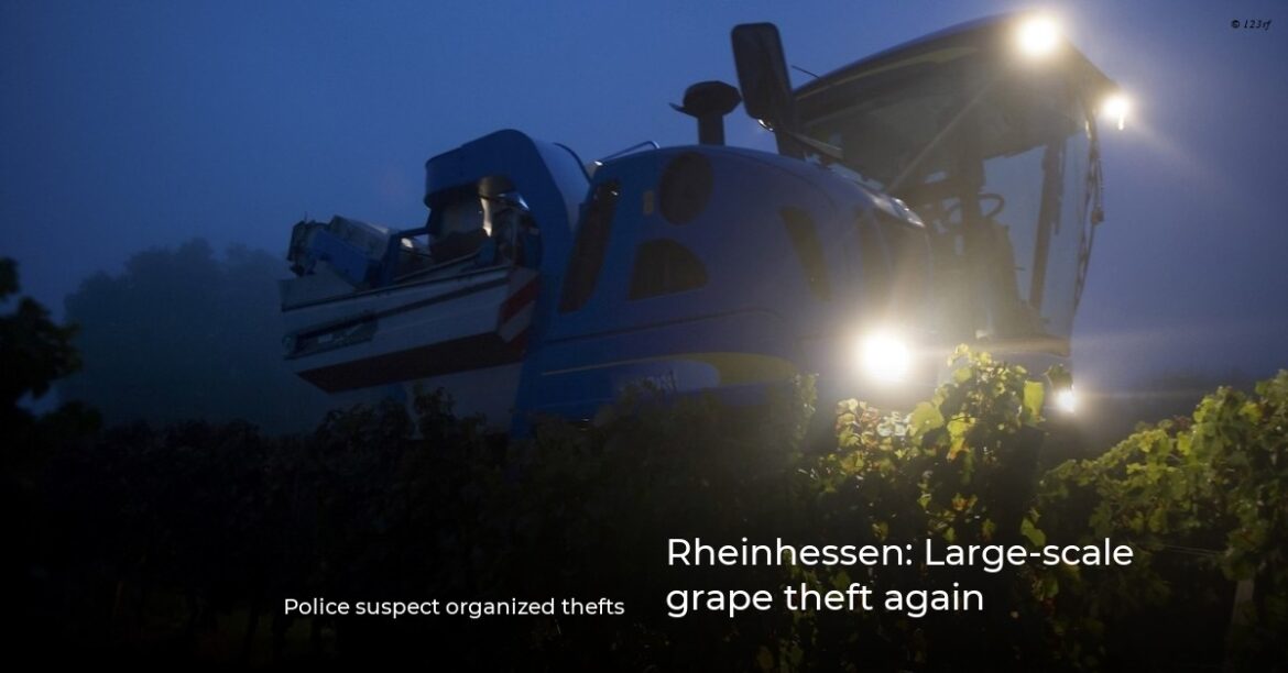 Rheinhessen: Large-scale grape theft again Rheinhessen: Large-scale grape theft again