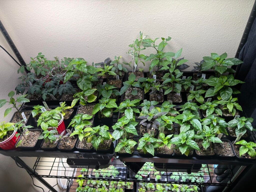 Pepper Update! Plants are around 2 months old now.