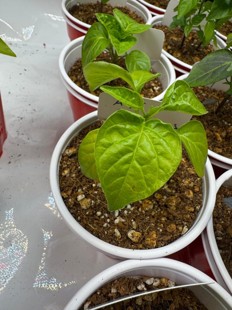 Nutrient burn? Brown spots, yellow spots, curling, and drooping.