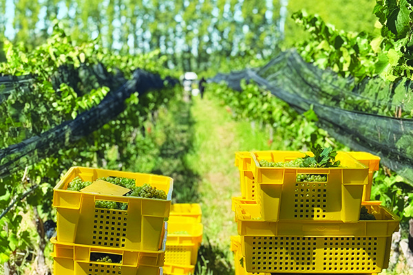Crates-of-Chardonnay-grapes-during-harvest.jpg
