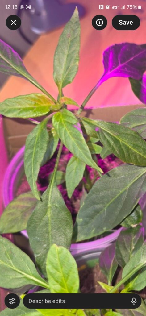 Seedlings just got here and are yellow in some areas. Saveable?