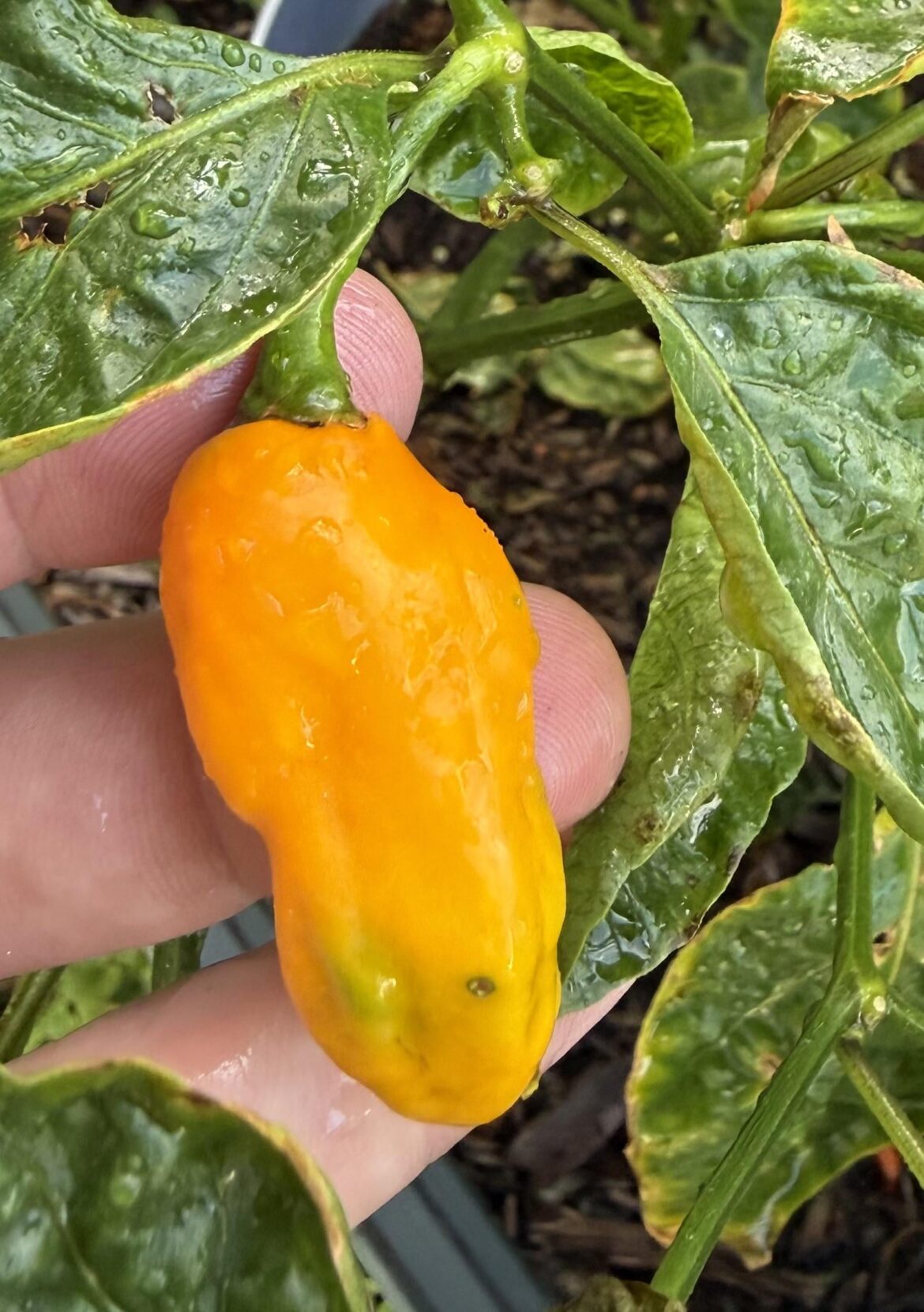 Habanero? Habanero?