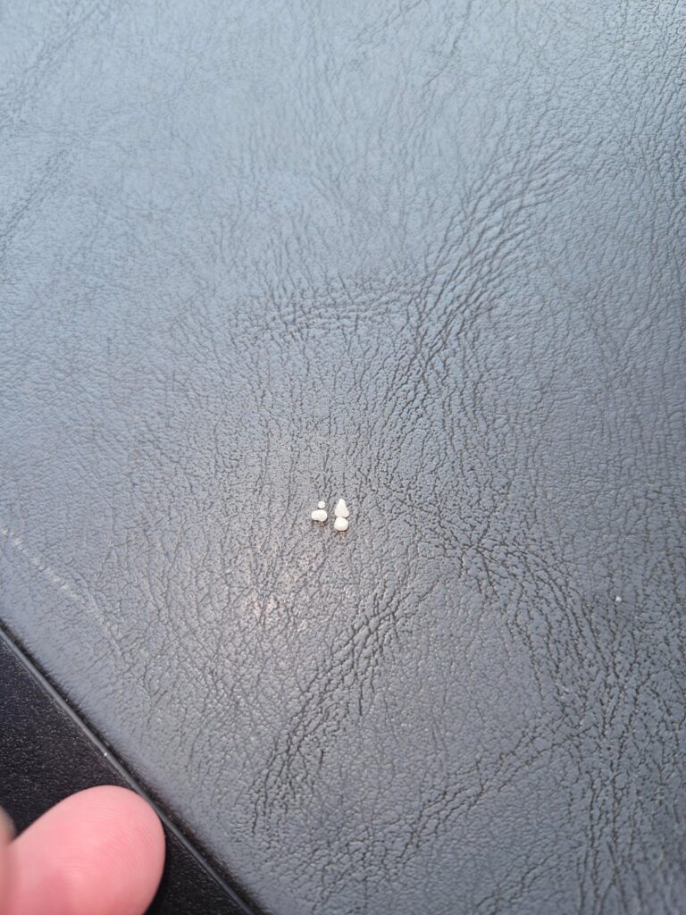 Was this a scallop pearl?