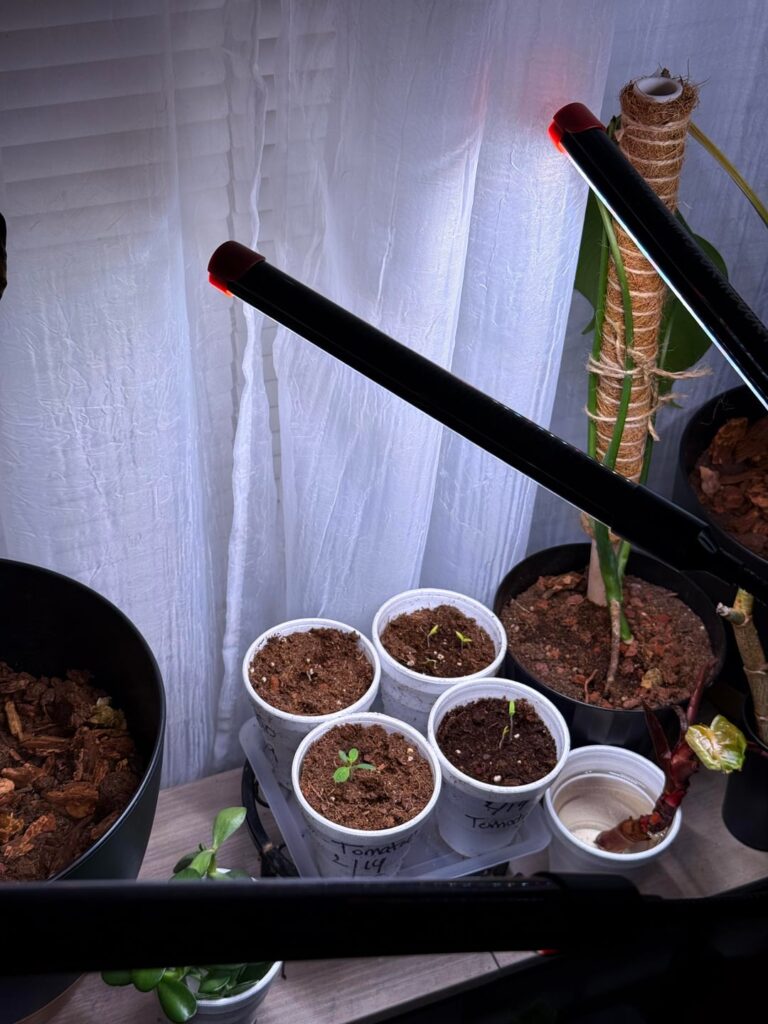 First sprouts of 2026