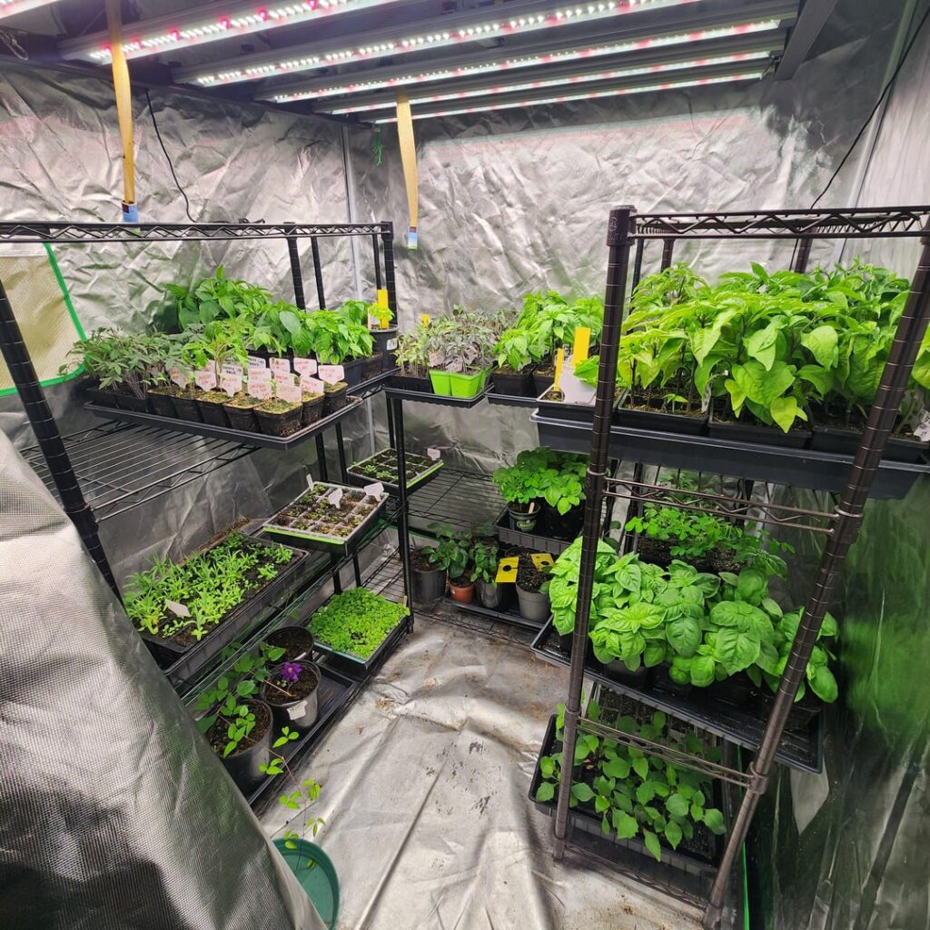 Sharing my seedling set up. 5'x5' grow tent set up in my garage.