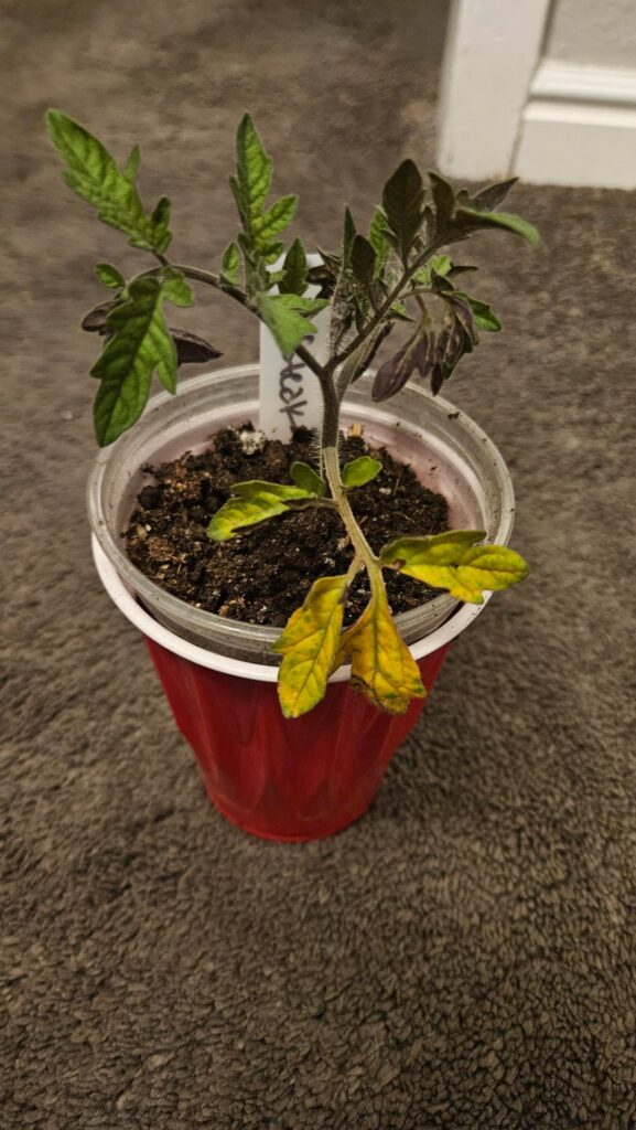 Tomato Seedlings- What am I doing wrong? Tomato Seedlings- What am I doing wrong?