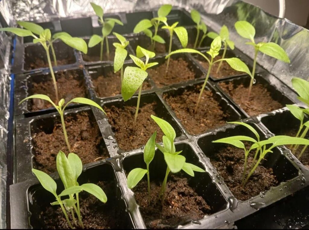 What to do if the plant is leggy ?