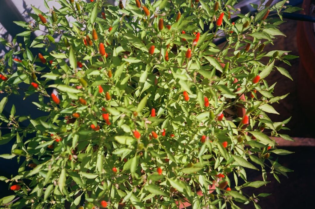 free Siling Labuyo f2 seed packets to your door