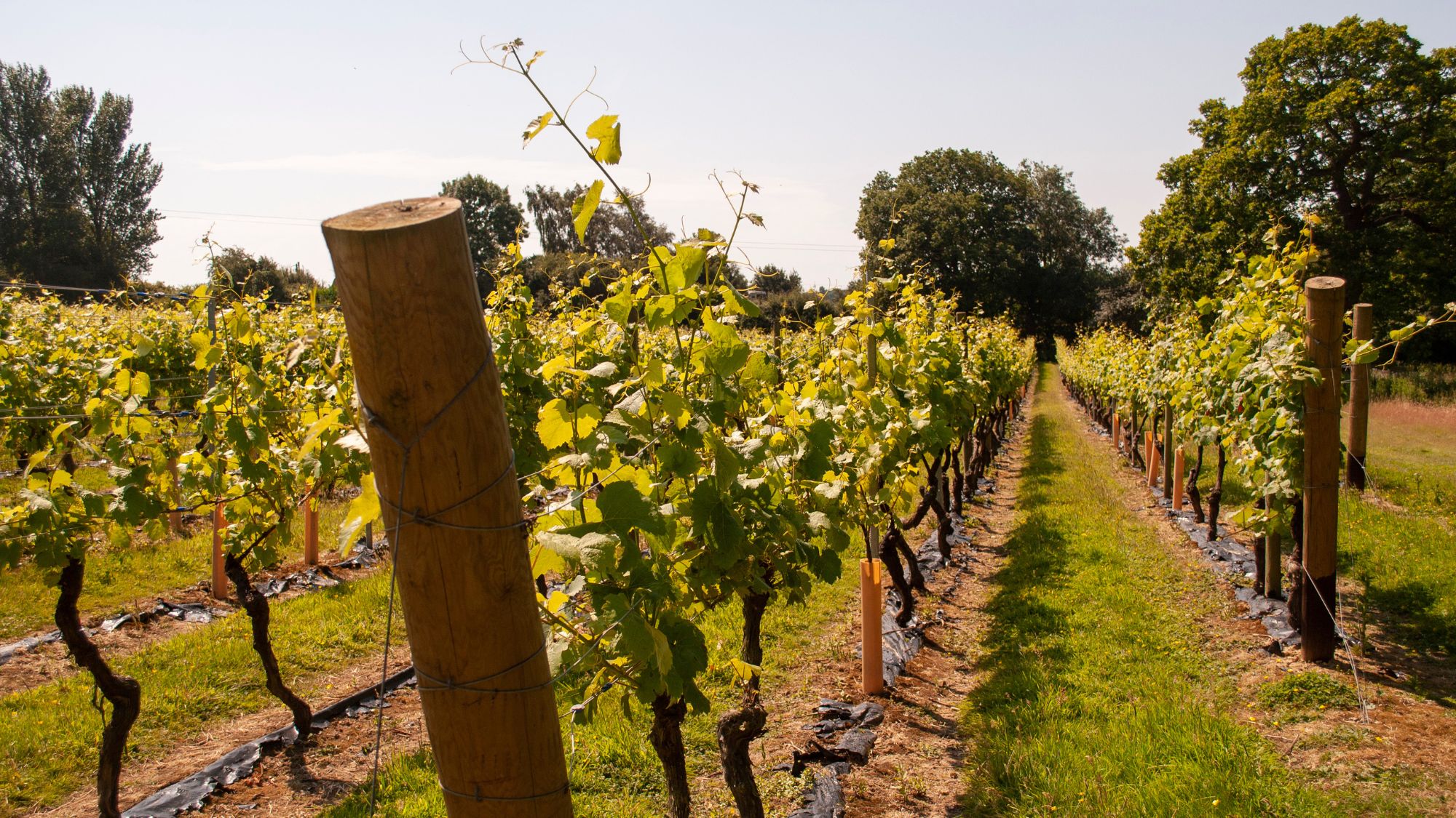 Chapel Down vineyard