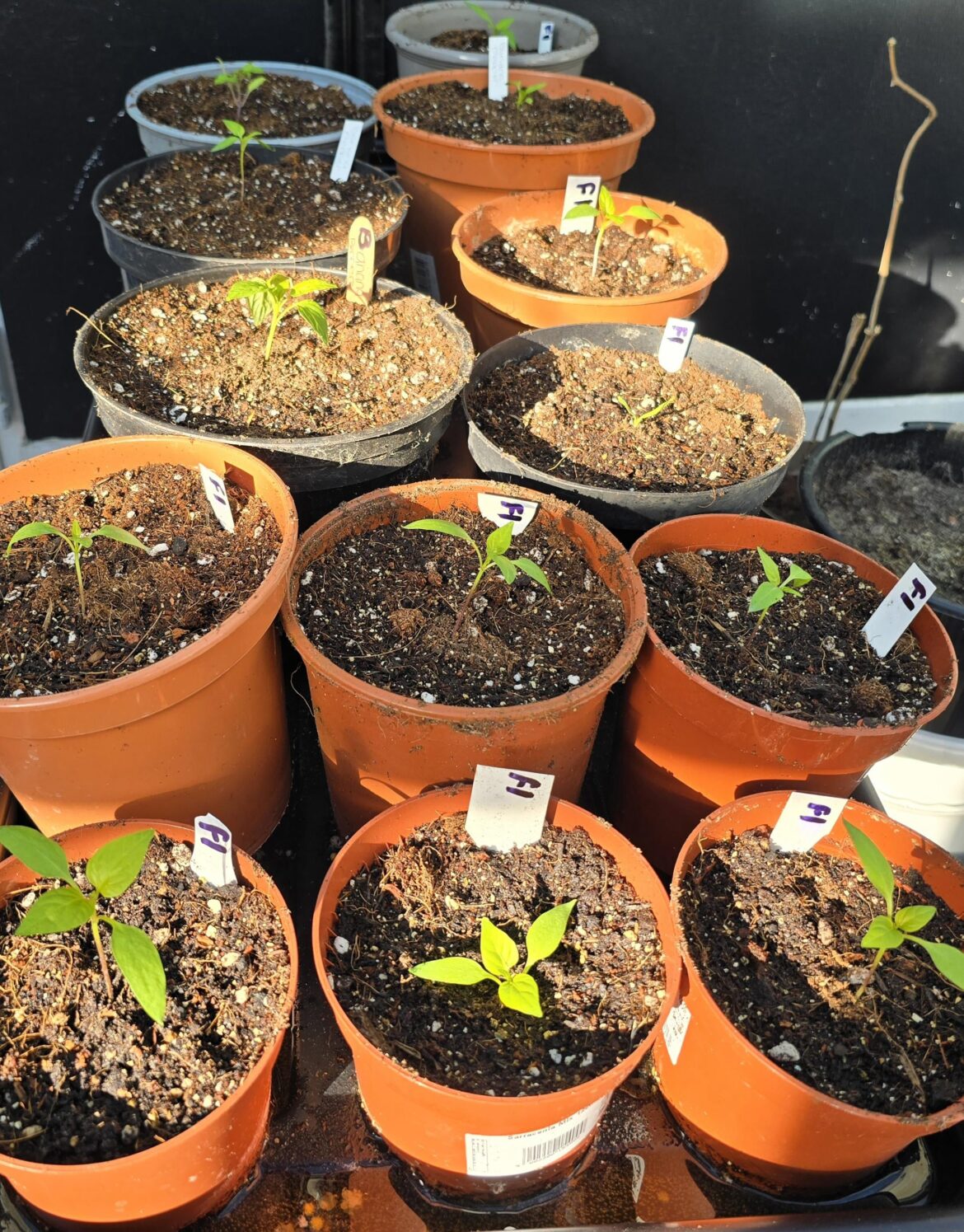 Has anyone grown store bought pepper seeds before, and what was your experience like?