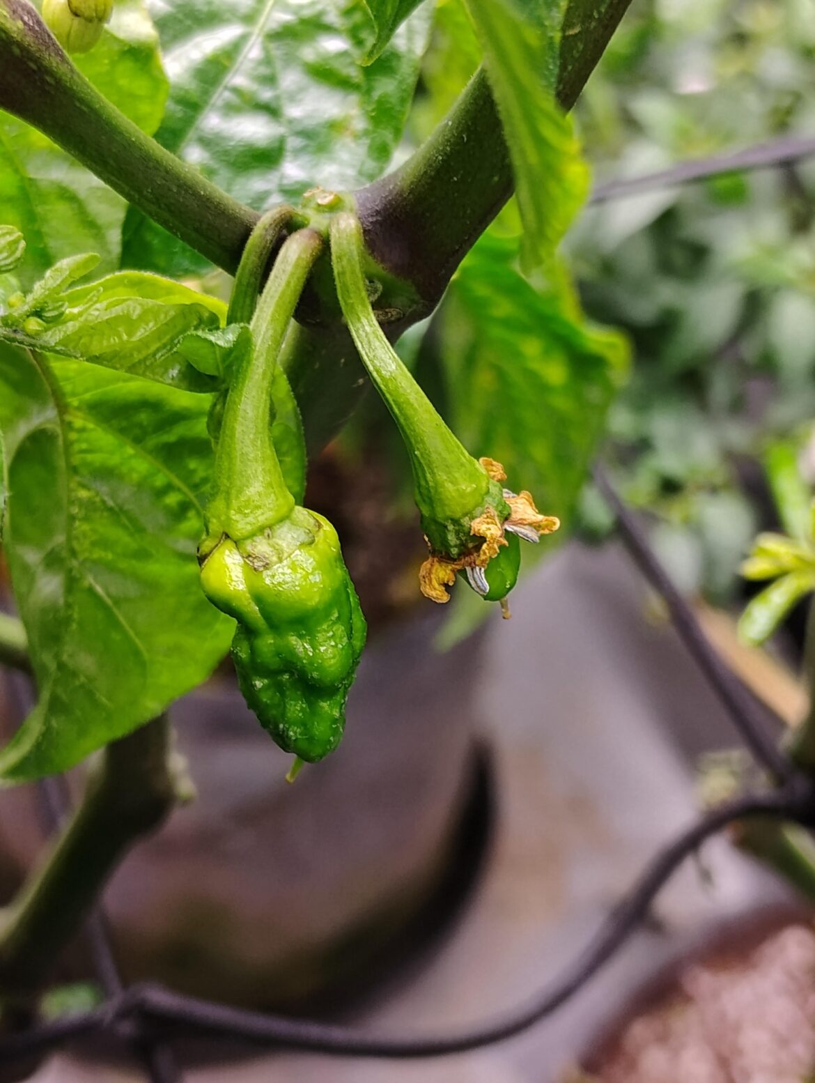 Potentially Apocalypse Scorpions