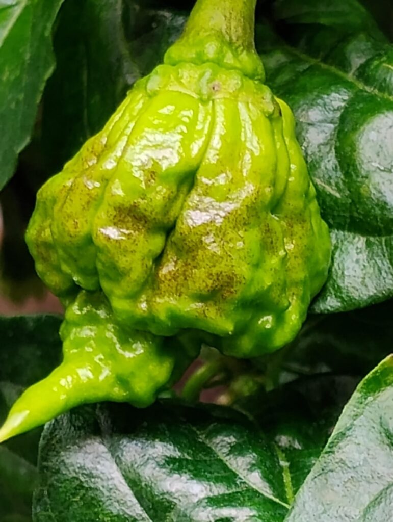 Carolina Reaper