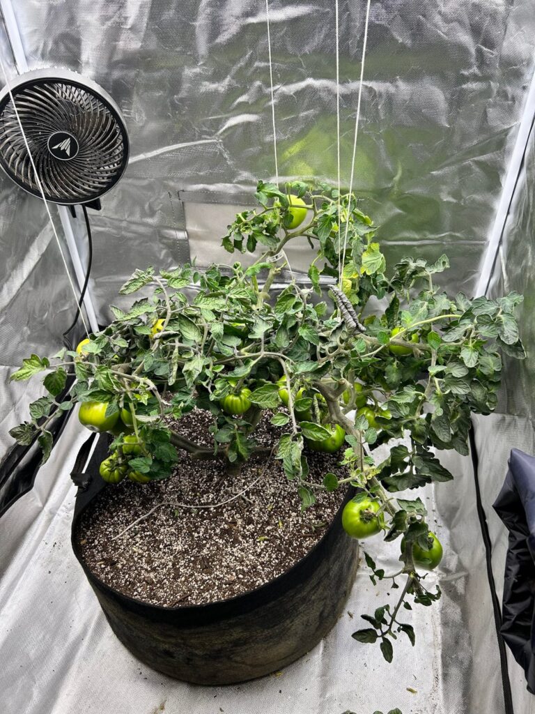 Update for Brandywine indoor grow.