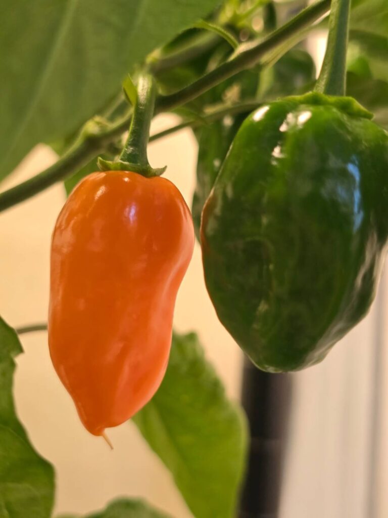 Update to not cayenne ID