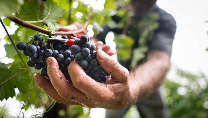 A worker of Domaine Sermier holds a batch of grapes as part of a pinot noir grape harvest for Cremant (sparkling wine) at a vineyard, in Brery, in the eastern French Jura wine region on September 10, 2024. — AFP