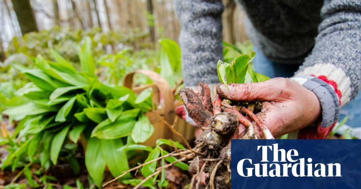 Is foraging really feasible to feed myself? | Food