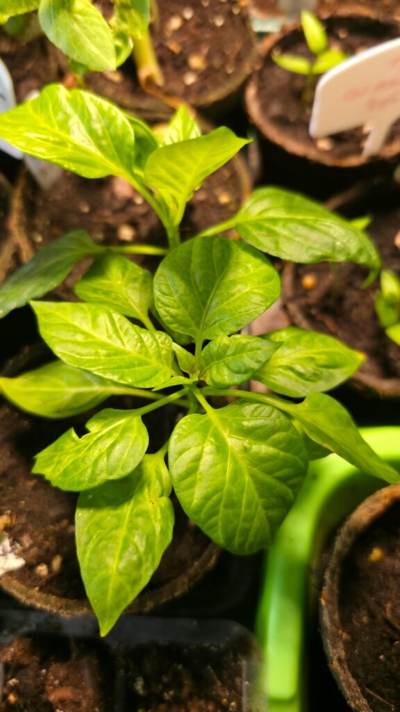 Too much water or light? Need help.