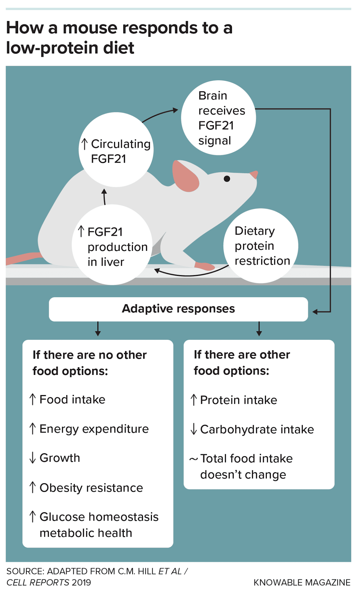 A graphic illustrates the response to protein restriction in a lab mouse: The hormone FGF21, produced by the liver, signals the brain to make a number of changes, including increased protein intake and slowed growth. - Knowable Magazine