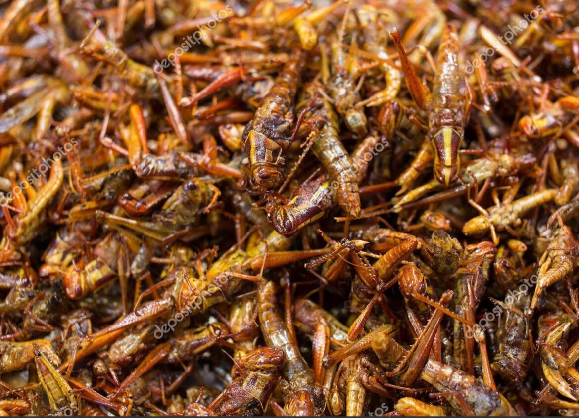 We ate grasshoppers today)