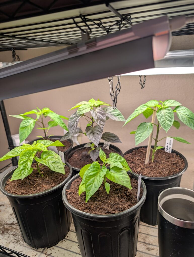 8 Weeks From Sow. Bonus Purple Pepper Pics