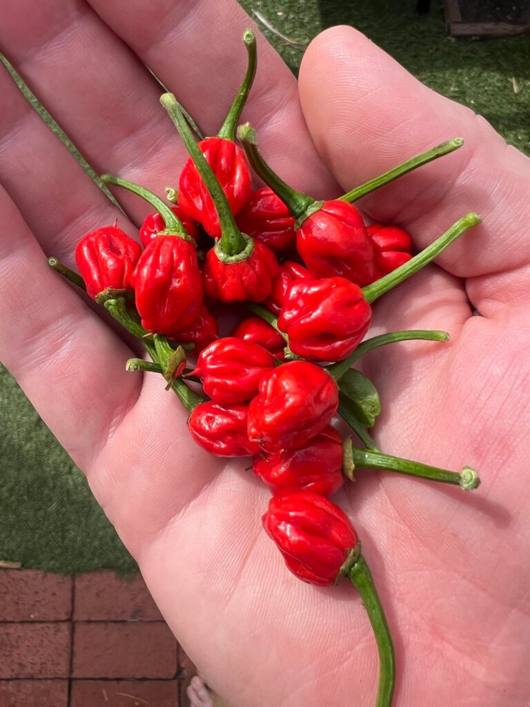 Why are my Carolina Reapers coming out so small?!