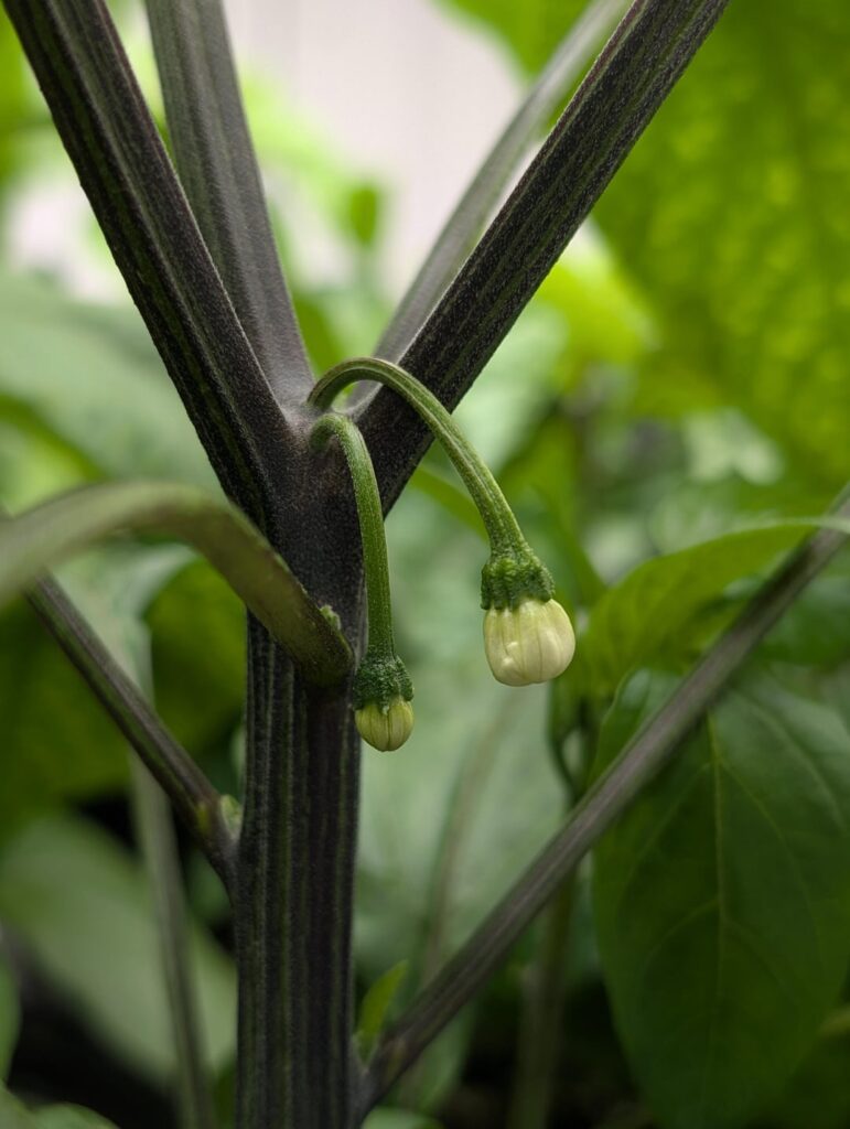 Turns out “starting early” was an understatement.