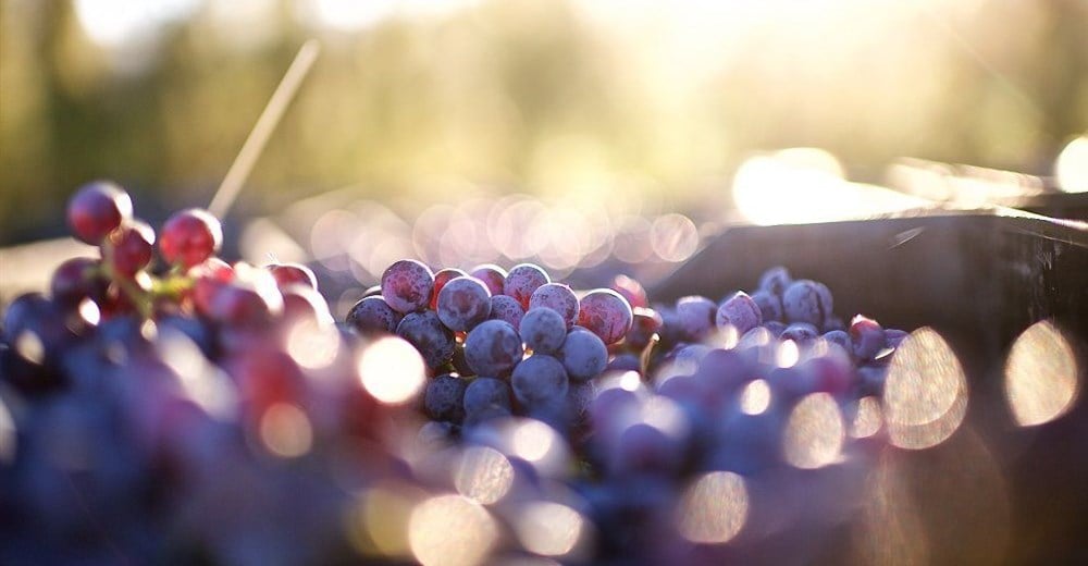 Optimism grows as SA’s 2026 wine harvest outlook improves Optimism grows as SA’s 2026 wine harvest outlook improves