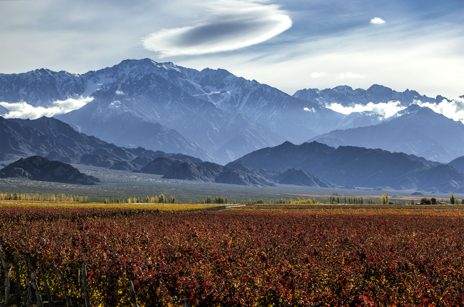 Argentina harvest 2024: Another unusual year, but excellent quality Mendoza