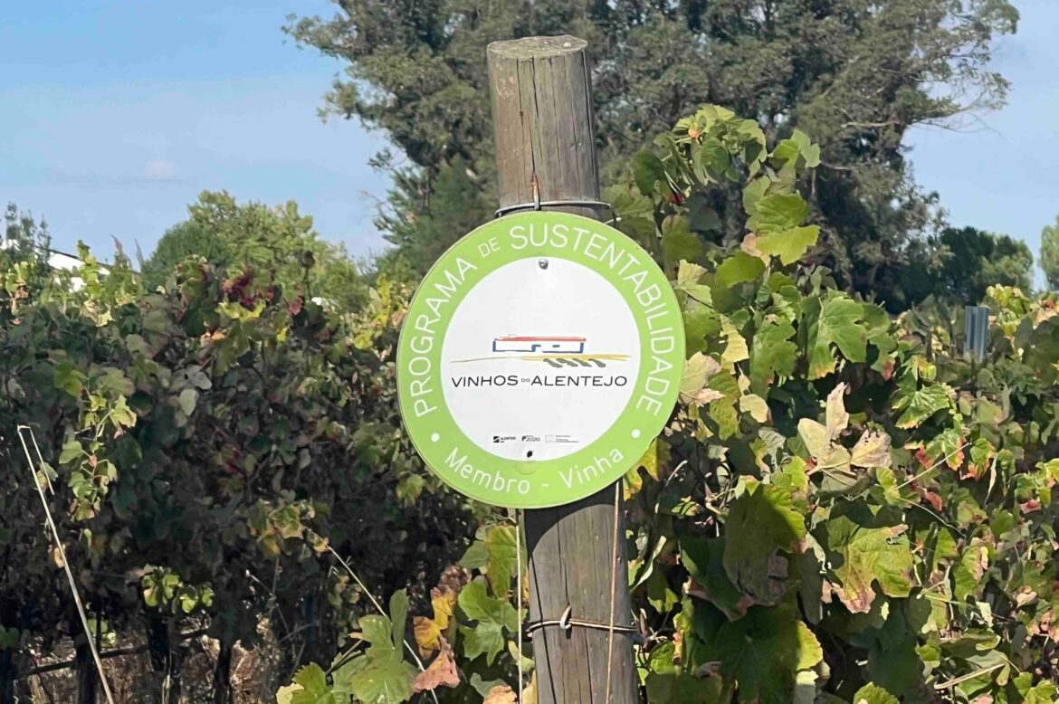 Alentejo 101: from bread basket to cradle of regenerative viticulture