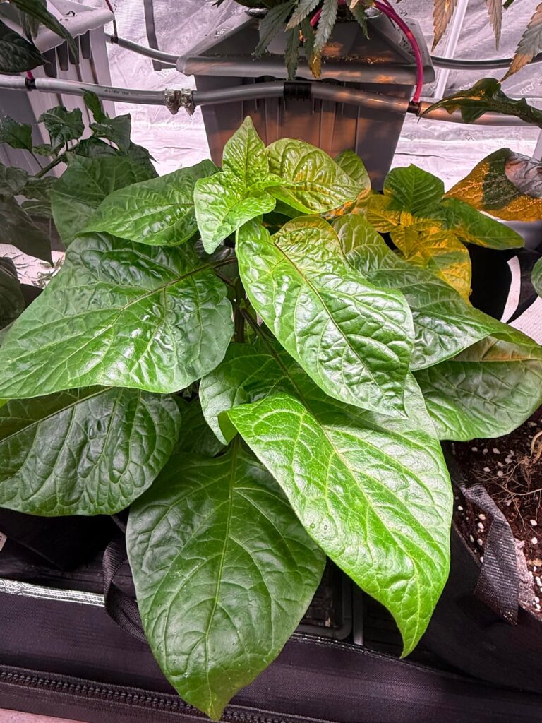 Who likes big leaves?