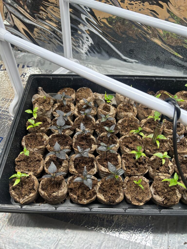 Too early to up pot?