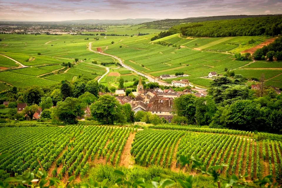 BURGUNDY - CORTON: scenic road that crosses the wine region and introduces us to the main producers and their vineyards, near Corton. France